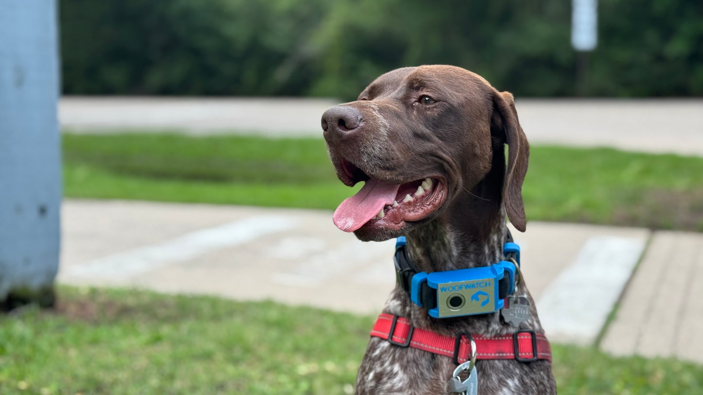 WoofWatch Collar Series 1